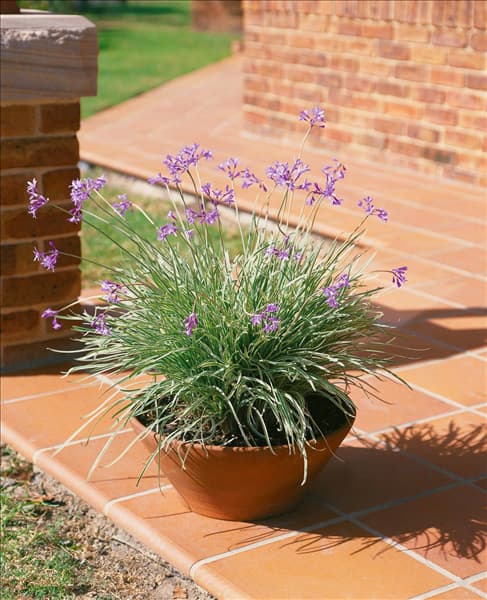 TULBAGHIA VIOLACEA IM TOPF