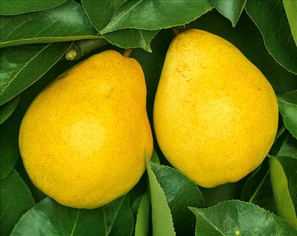 Pyrus communis Williams Christbirne