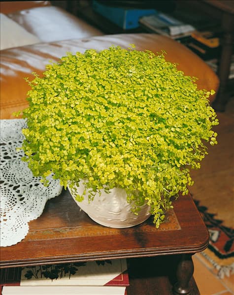 SOLEIROLIA SOLEIROLII (HELXINE SOLEIROLLI)
