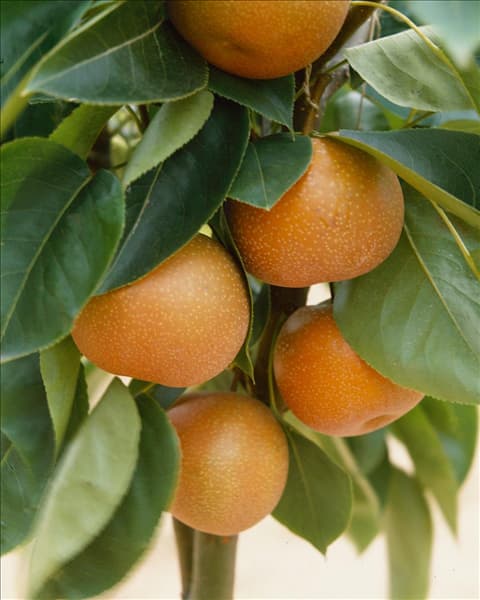 Nashi / Pyrus pyrifolia Kumoi