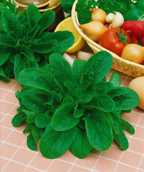 Feldsalat / Valerianella locusta Vit GS
