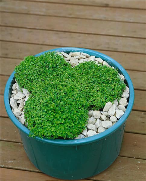 Soleirolia soleirolii