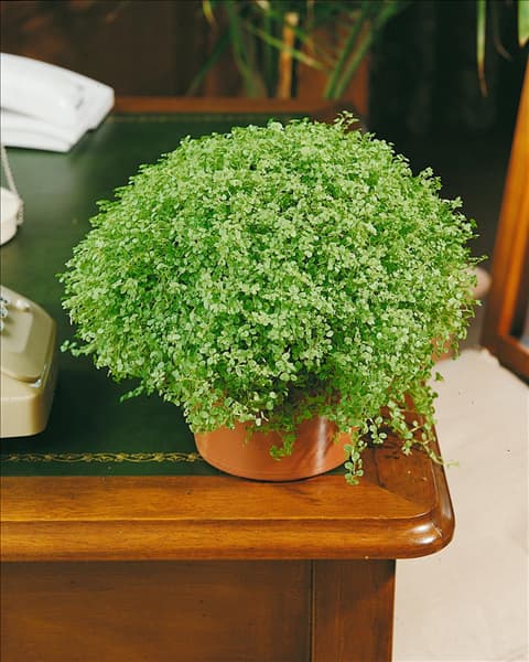 SOLEIROLIA SOLEIROLII (HELXINE SOLEIROLLI)