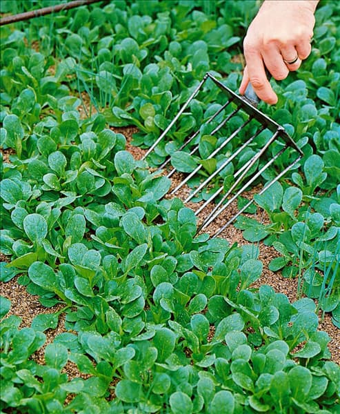 Feldsalat / Valerianella locusta Vit