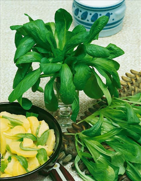 Feldsalat / Valerianella locusta