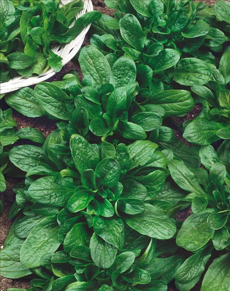 Feldsalat / Valerianella locusta Vit GS
