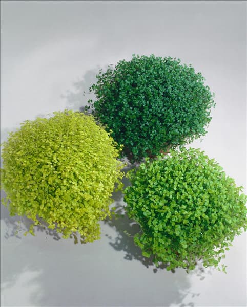 SOLEIROLIA SOLEIROLII (SYN.HELXINE SOLEIROLLI)