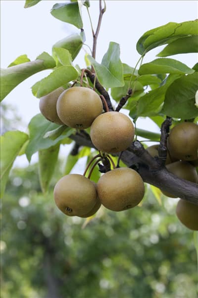 Pyrus pyrifolia var. culta Kumoi