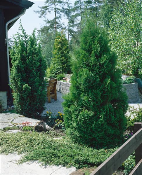 THUJA OCCIDENTALIS FASTIGIATA