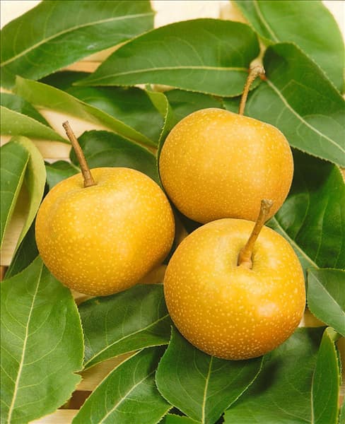 Nashi / Pyrus pyrifolia Kumoi