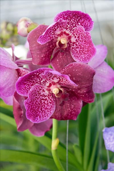 Vanda, pink