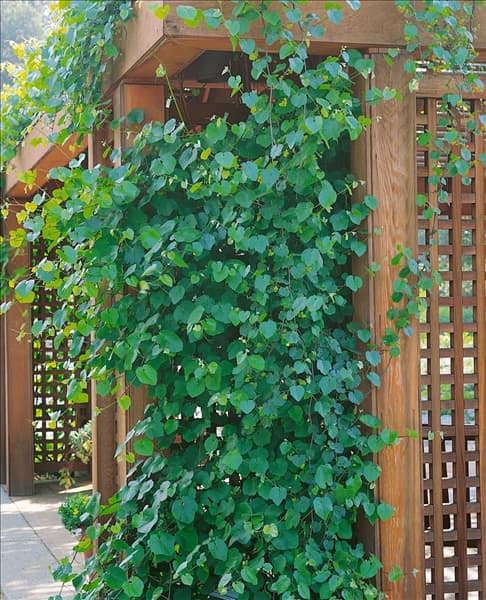 Vitis californica Walker Ridge