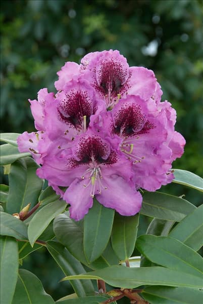 Rhododendron Hybride Pfauenauge