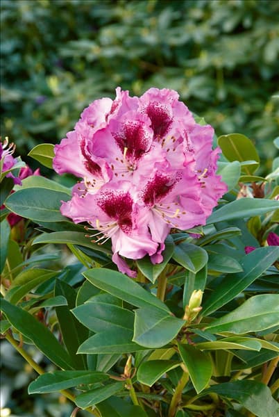 Rhododendron Hybride Pfauenauge (R)