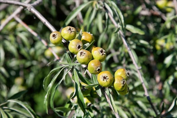 Pyrus salicifolia