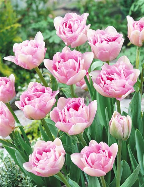 Tulipa Double Late Angelique