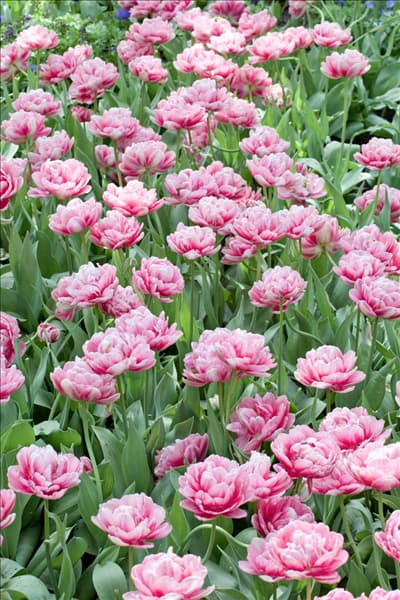 Tulipa Double Late Angelique