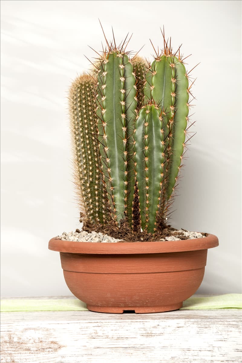 Cereus Cereus