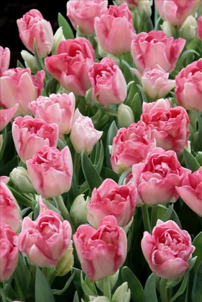 Tulipa Double Late Angelique