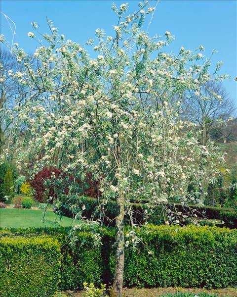 Pyrus salicifolia Pendula