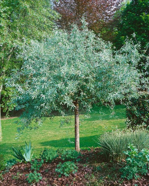 Pyrus salicifolia Pendula