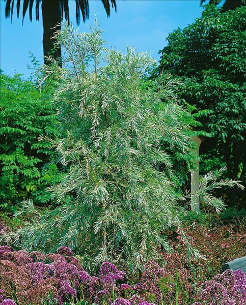 Pyrus salicifolia