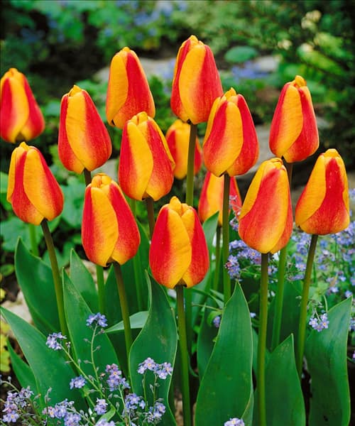 Tulipa Darwin Hybrid Apeldoorn's Elite