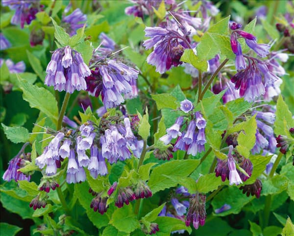 Symphytum grandiflorum Miraculum