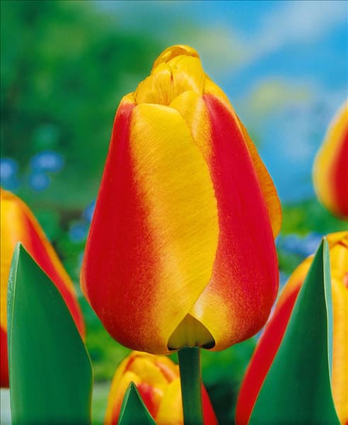 Tulipa Darwin Hybrid Apeldoorn's Elite