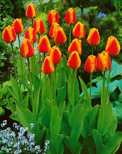 Tulipa Darwin Hybrid Apeldoorn's Elite
