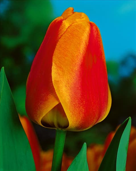 Tulipa Darwin Hybrid Apeldoorn's Elite