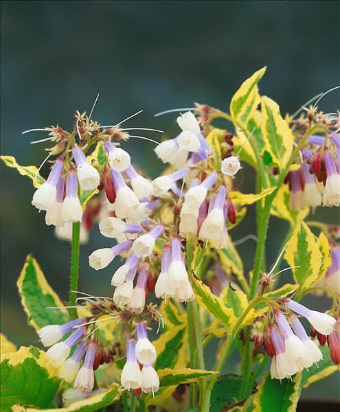 SYMPHYTUM GRANDIFLORUM GOLDSMITH