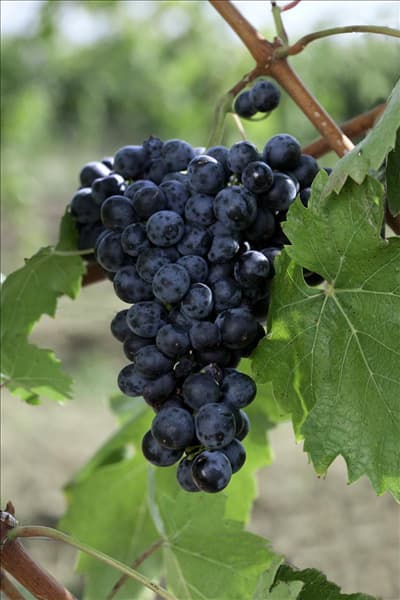 Vitis vinifera Cabernet Sauvignon