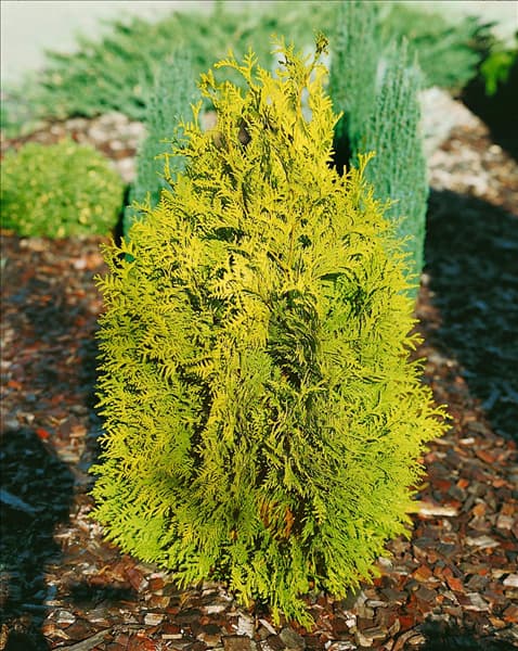 THUJA OCCIDENTALIS HETZ MIDGET