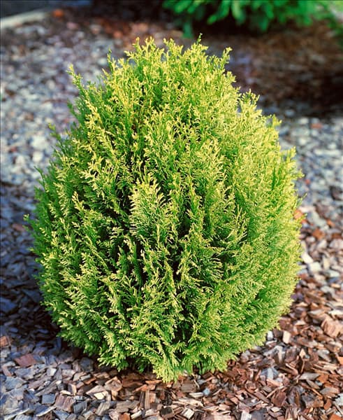 Thuja occidentalis Hetz Midget