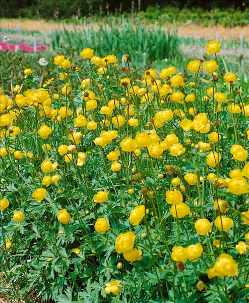TROLLIUS EUROPAEUS
