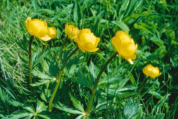 Trollius europaeus