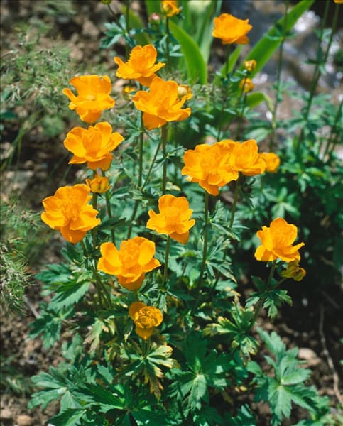TROLLIUS EUROPAEUS