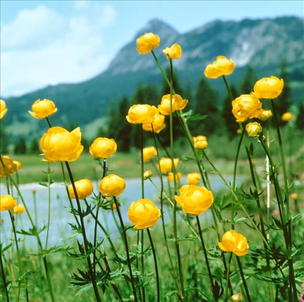 TROLLIUS EUROPAEUS