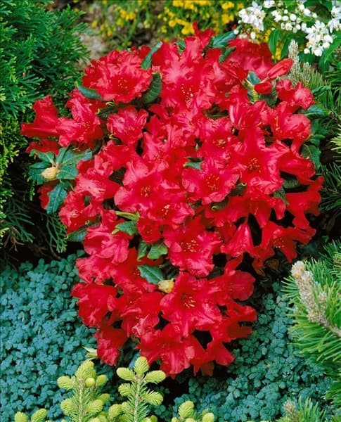 Rhododendron forrestii Baden-Baden