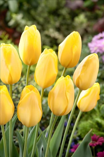 Tulipa Single Late Big Smile
