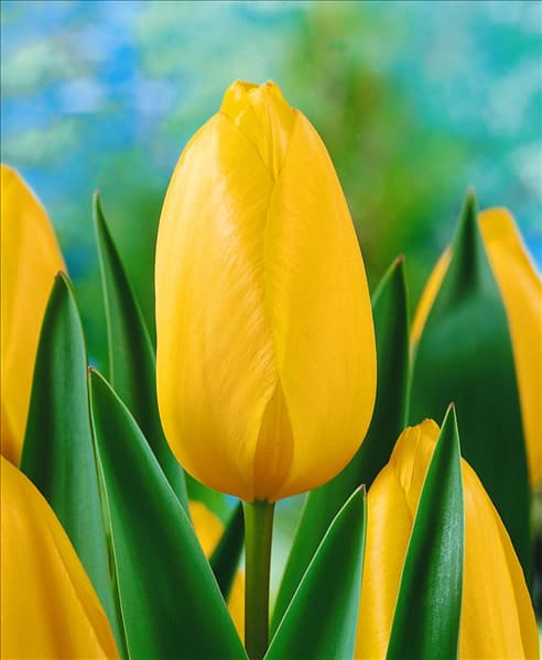 Tulipa Single Late Big Smile