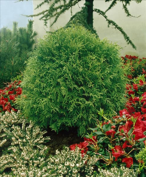 THUJA OCCIDENTALIS LITTLE GEM