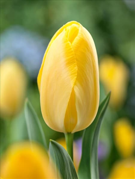 Tulipa Single Late Big Smile
