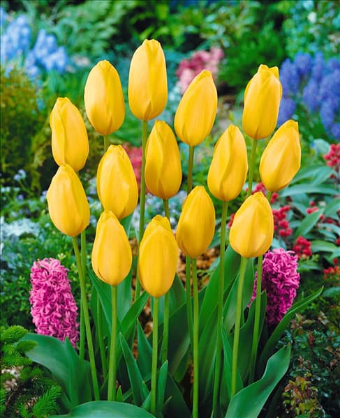 Tulipa Single Late Big Smile