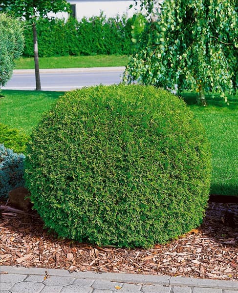 THUJA OCCIDENTALIS LITTLE GEM