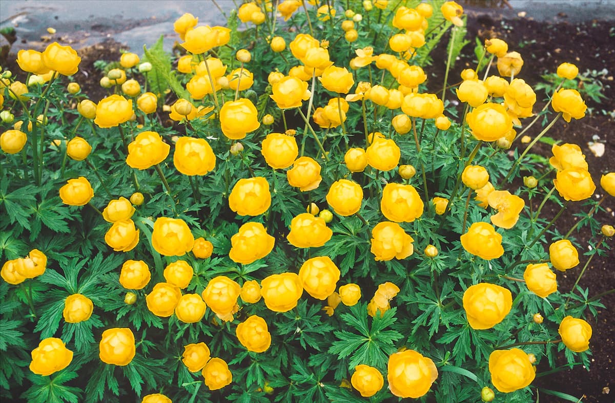 Trollius europaeus Superbus