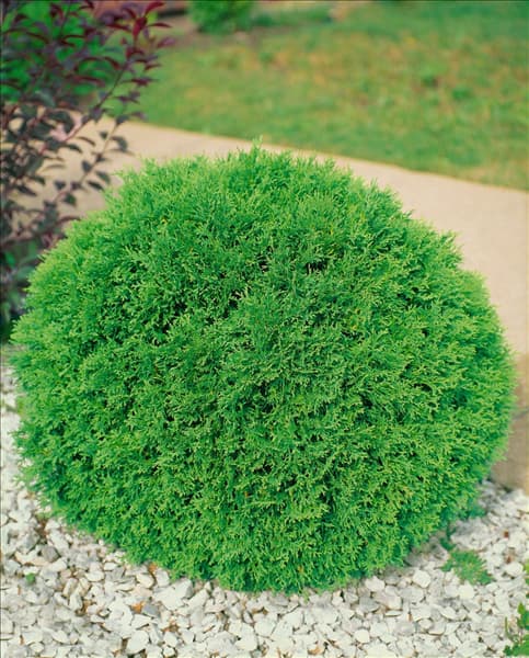 THUJA OCCIDENTALIS LITTLE GEM