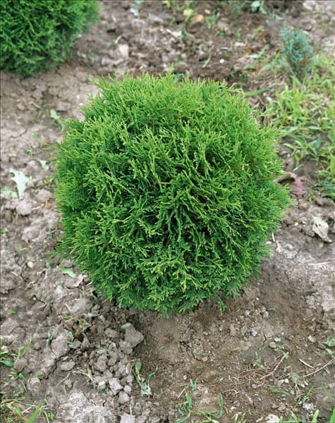 THUJA OCCIDENTALIS LITTLE GEM