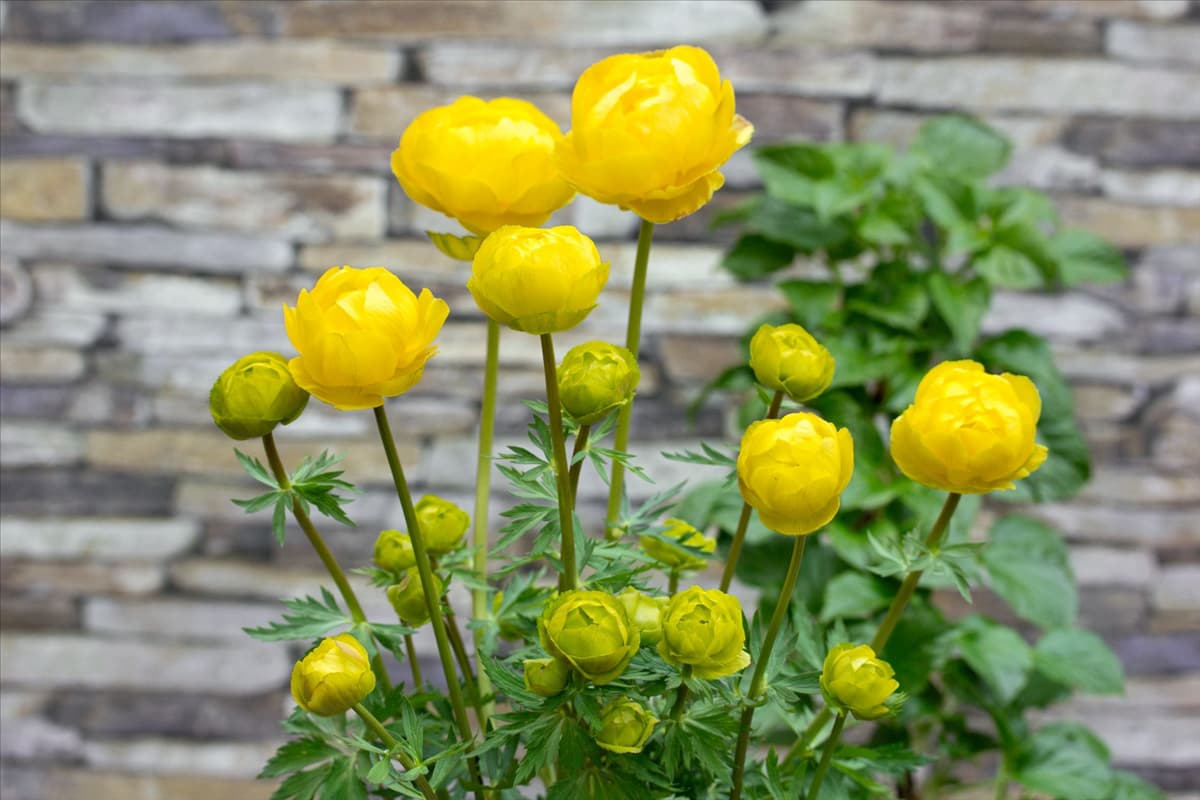 Trollius Lemon Queen